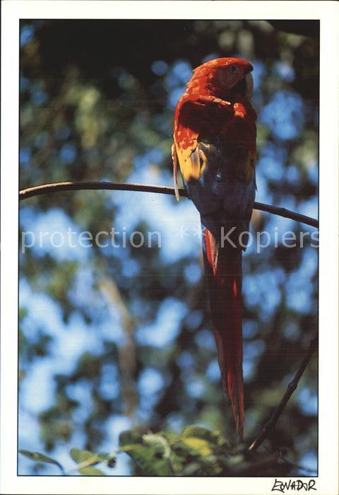 Papagei Ecuador