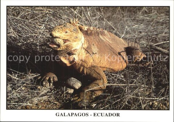 Tiere Landleguan Iguana Terrestre Isla Santa