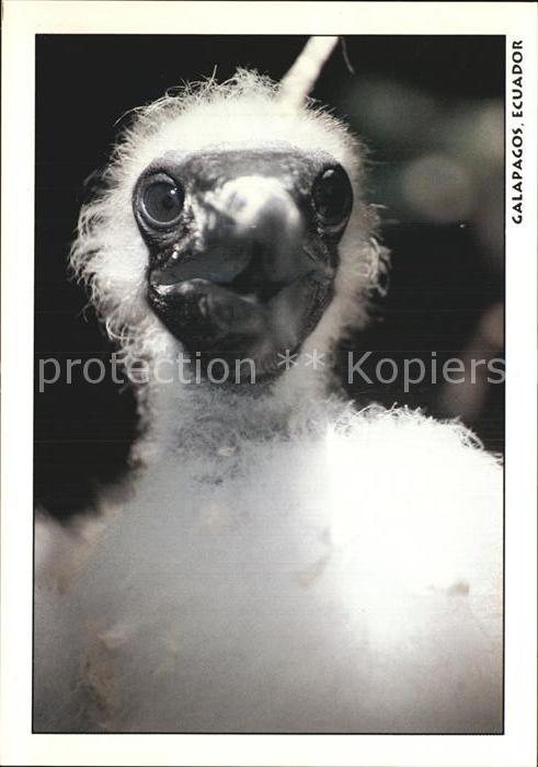 Voegel Piquero enmascarado juvenil Galapagos E
