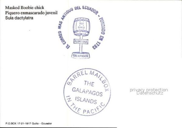 Voegel Piquero enmascarado juvenil Galapagos E – Bild 2