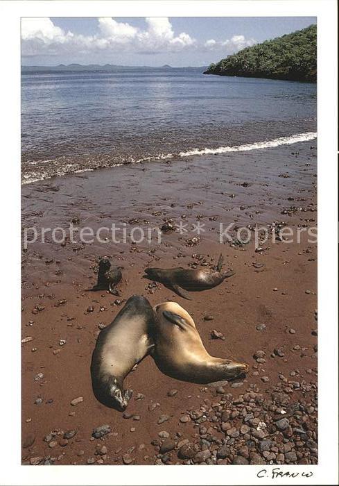 Seehunde Robben Lobos Marinos Asoleandose Isla Rabida G