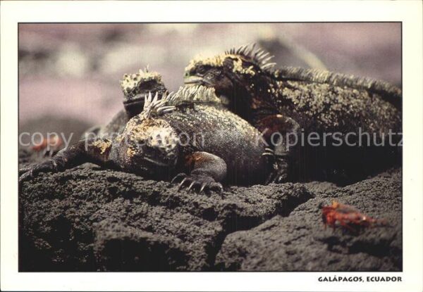 Tiere Iguanas Marinas Galapagos Ecuador Meere