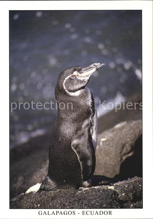 Pinguin Galapagos Ecuador Isla Fernandina