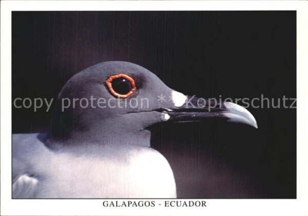 Voegel Gabelschwanzmöwe Gaviota de cola bifurc