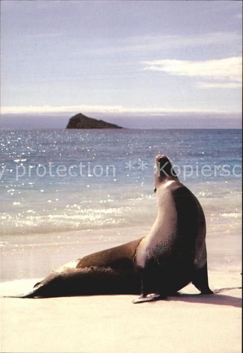 Seehunde Robben Lobo Marino Isla Espanola Galapagos Ecu