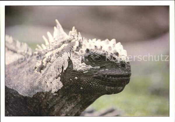 Tiere Leguan Iguana Terrestre Galapagos Ecuad