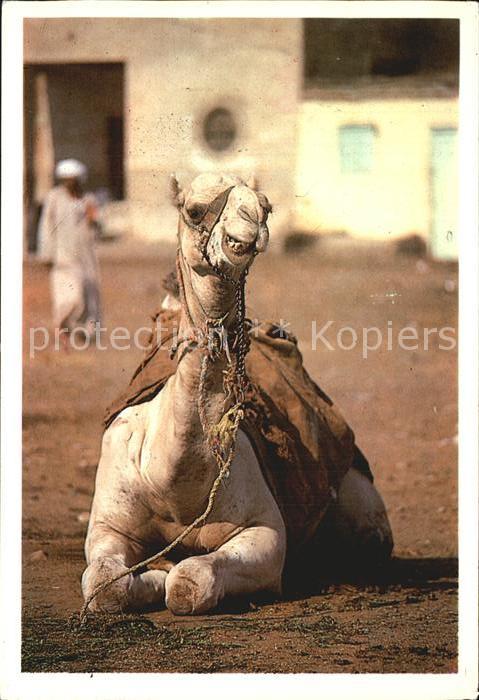 Kamel  Camel Chameau Camel in the Market Egypt