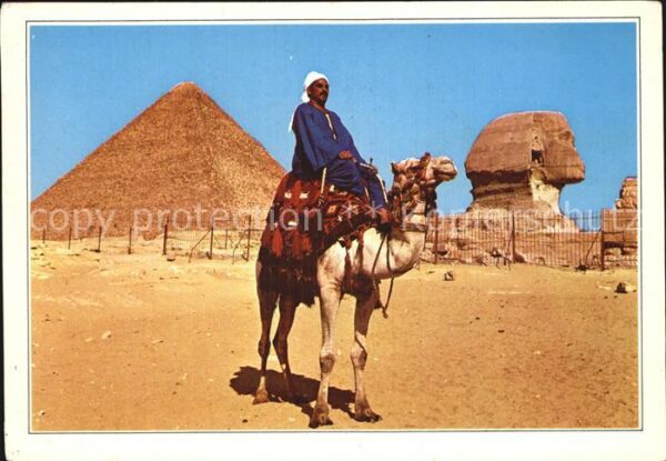 Kamel  Camel Chameau Giza Camel Driver Sphinx and Pyramid of