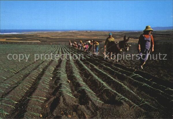 Lanzarote Kanarische Inseln Faena en el Campo