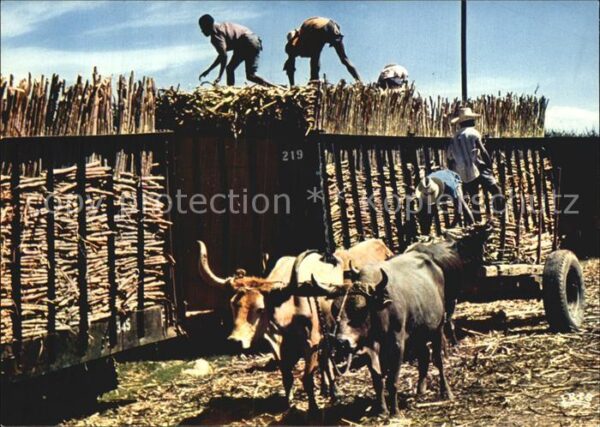 Haiti Loading of sugar cane Zuckerrohrernte O