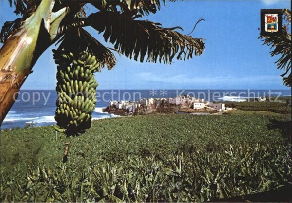 Gran Canaria Plataneras Bananenstauden Meerblick