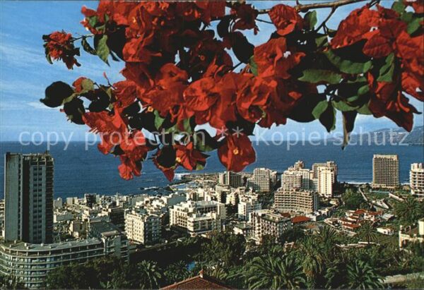 Puerto de la Cruz Panorama Hochhäuser Baumblüte