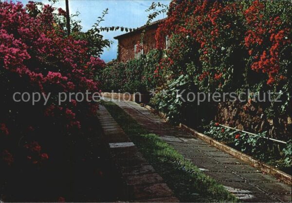 Islas Canarias Paisaje tipico con flores Landschaft mi