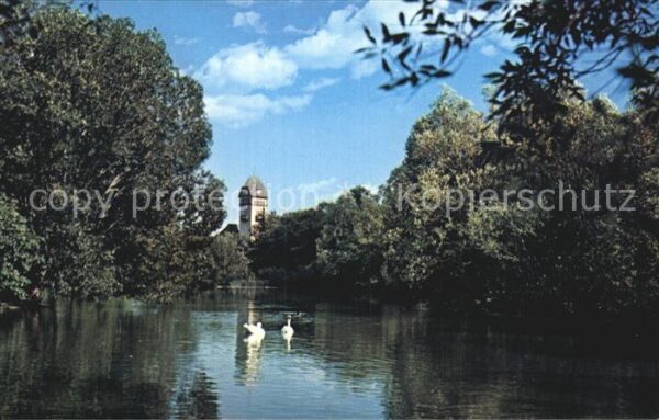 Winnipeg Swans Assiniboine Park