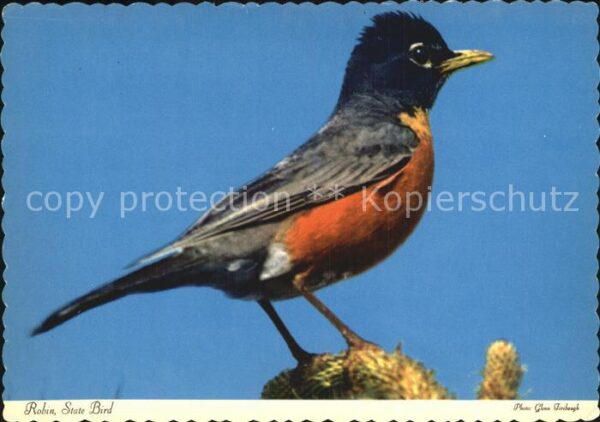 Michigan Robin State Bird