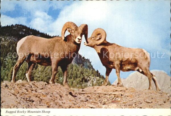 Rocky Mountain National Park Colorado Rugged Sheep