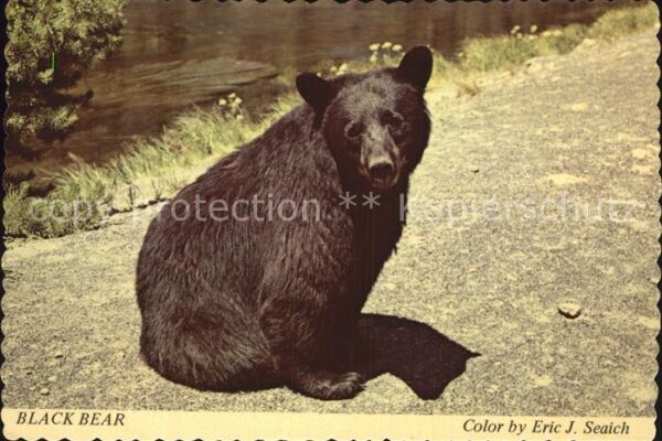 Yellowstone National Park Wistful Bear