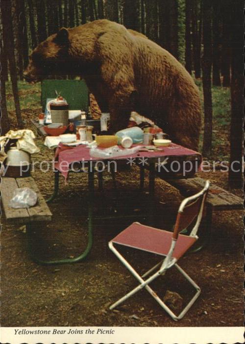 Yellowstone National Park Bear Joins the Picnic