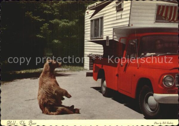 Yellowstone National Park Hold Up Bear