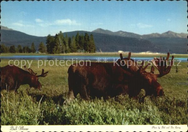 Yellowstone National Park Bull Moose