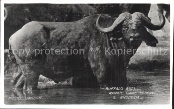 Bueffel Buffalo Bull Wankie Game Reserve S. Rho