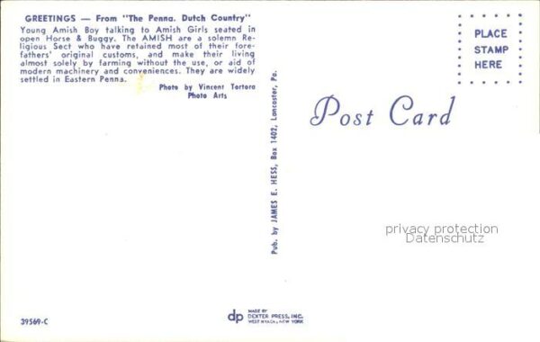 Pferde Penna Dutch Country Amish – Bild 2