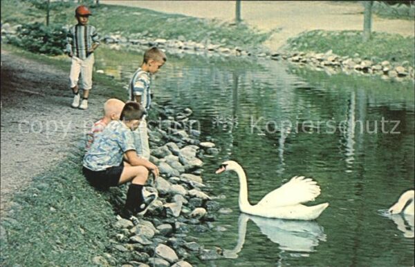 Schwan Feeding the Swans Ontario Provincial Pa