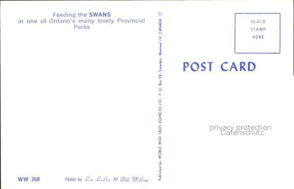 Schwan Feeding the Swans Ontario Provincial Pa – Bild 2