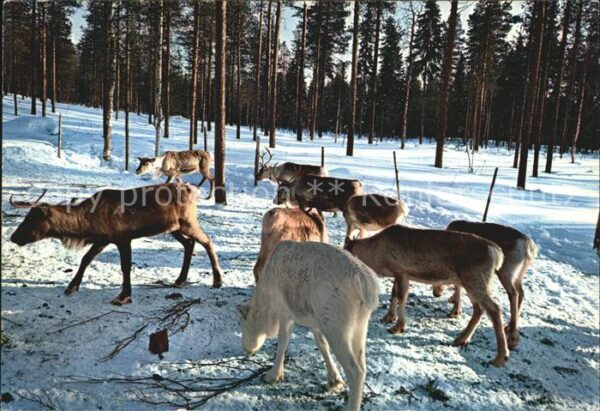 Hirsch Lappi Lapland