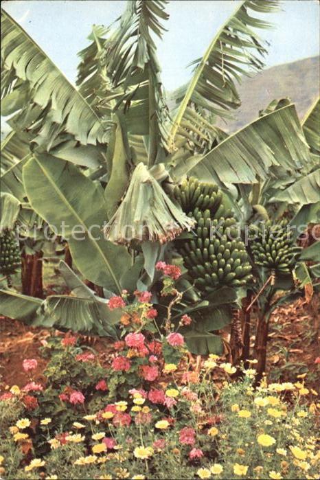 Bananen Tenerife Flores y Platanera