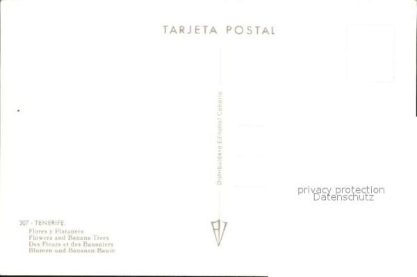 Bananen Tenerife Flores y Platanera – Bild 2