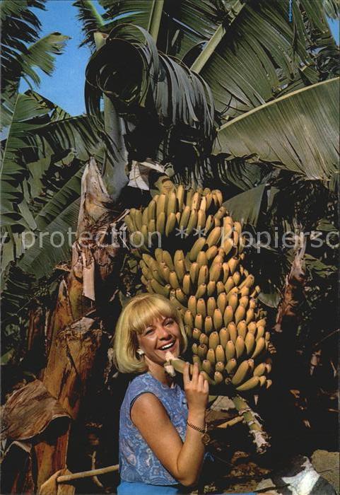 Bananen Canarias Plataneras y Bananas
