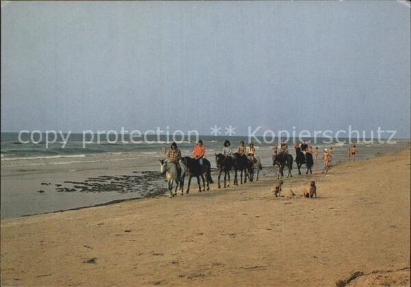 Pferde Vesterhavet Nordsee