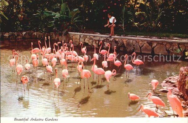 Flamingo Bahama Islands Nassau Ardastra Gardens