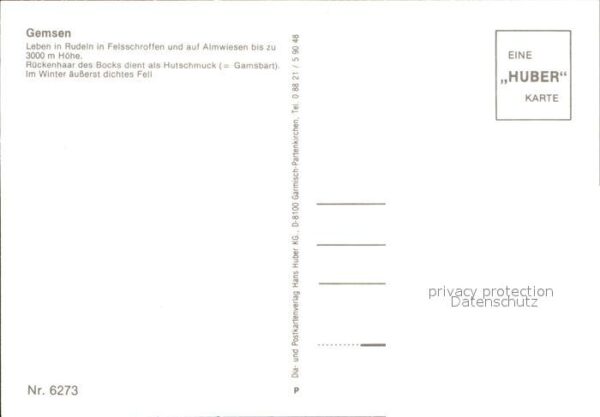 Gemse – Bild 2