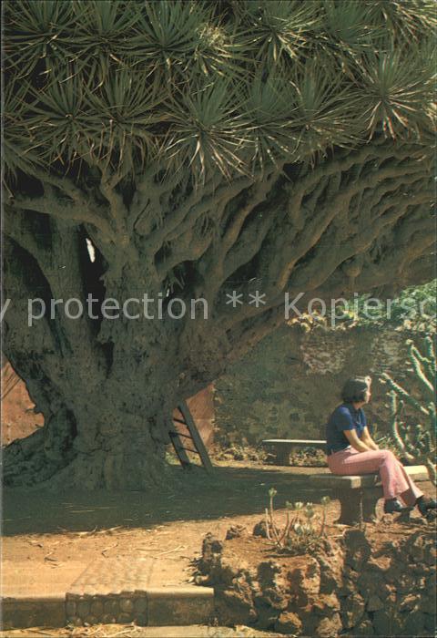Baeume Trees Drachenbaum Tenerife Drago Flora Tropic