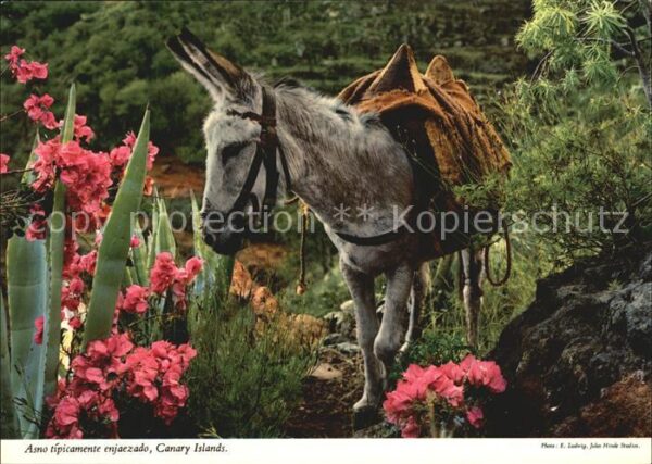 Esel Tiere Asno Burro Canary Islands
