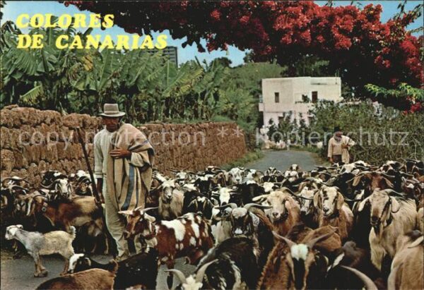 Hirte Ziegen Islas Canarias