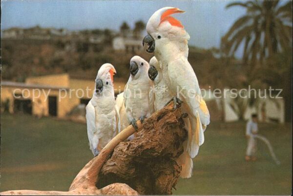 Voegel Tenerife Loro Parque Kakadus