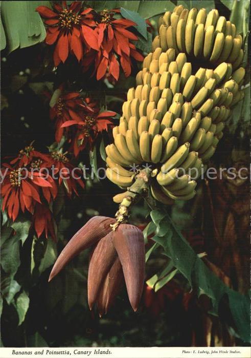 Bananen Bananas and Poinsettia Canary Islands