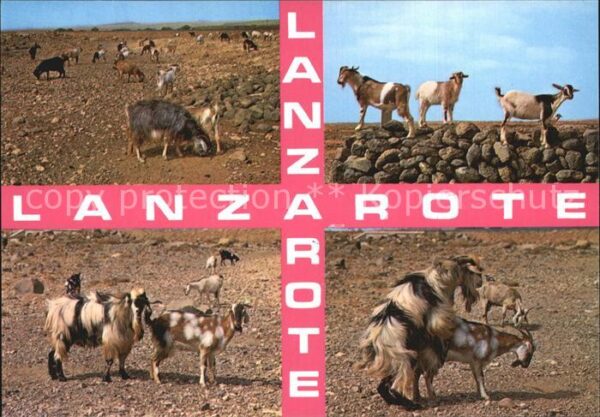 Ziege Lanzarote Islas Canarias