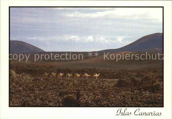 Kamel  Camel Chameau Lanzarote Islas Canarias
