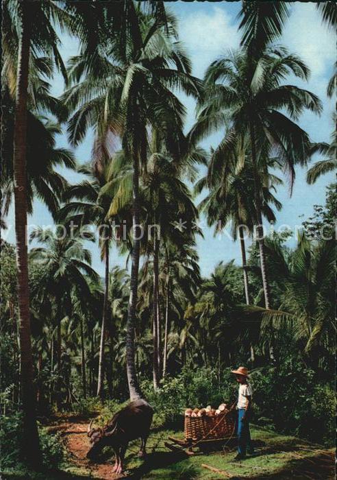Palmen Coconut Plantation Copra Philippines