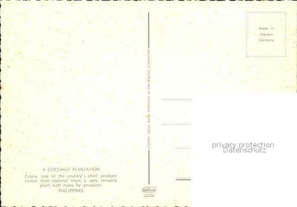 Palmen Coconut Plantation Copra Philippines – Bild 2