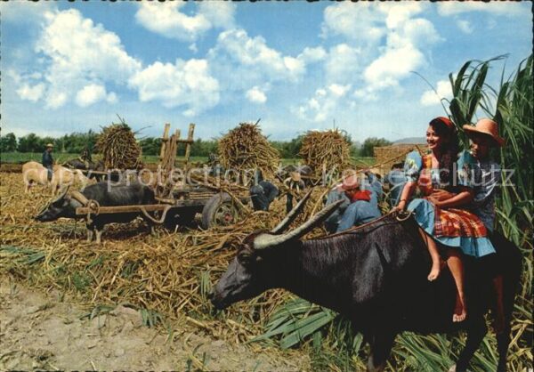 Tiere Landwirtschaft Sugar Carabao Philippine