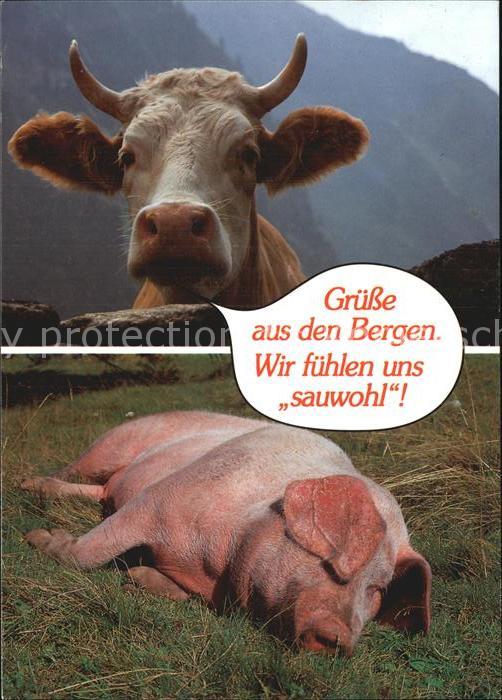 Kuehe Schwein Grüsse aus den Bergen