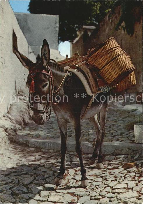Esel Tiere Rhodos Lindos