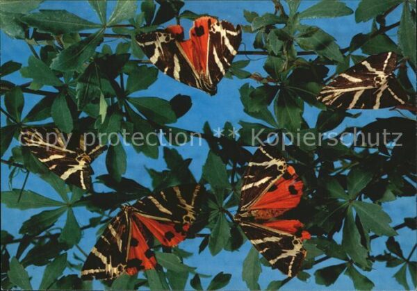 Schmetterlinge Rhodos Butterflies