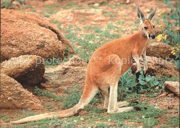 Tiere Känguru Australia