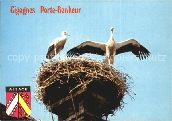 Storch Cigognes Alsace